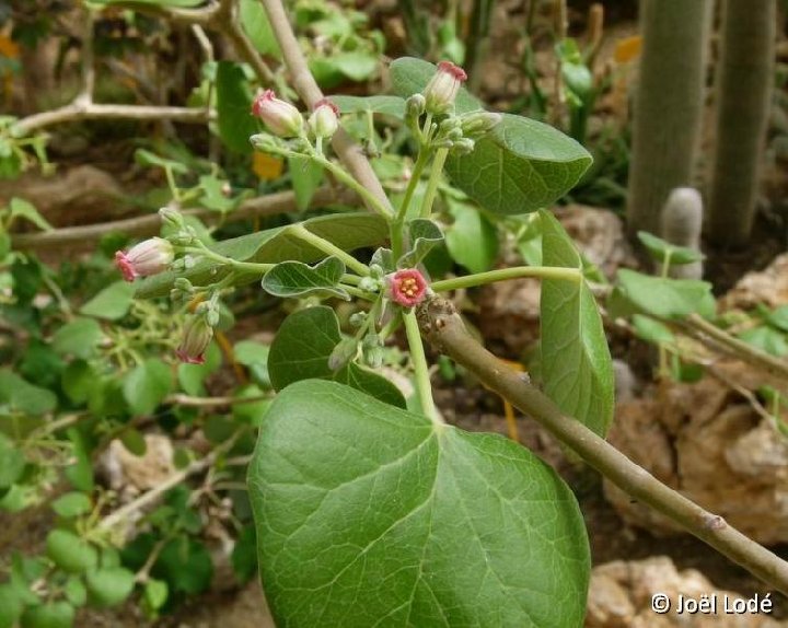 Jatropha cinerea ©JL P1040565